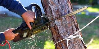 Best Tree Disease Treatment  in Nisswa, MN