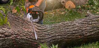 Best Emergency Tree Removal  in Nisswa, MN