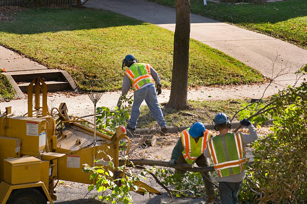 Best Fruit Tree Pruning  in Nisswa, MN