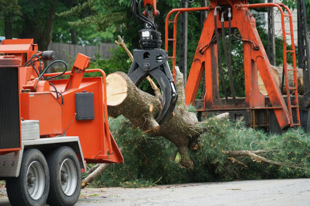 Best Seasonal Cleanup (Spring/Fall)  in Nisswa, MN