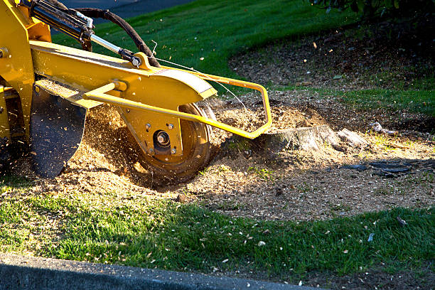 Best Leaf Removal  in Nisswa, MN